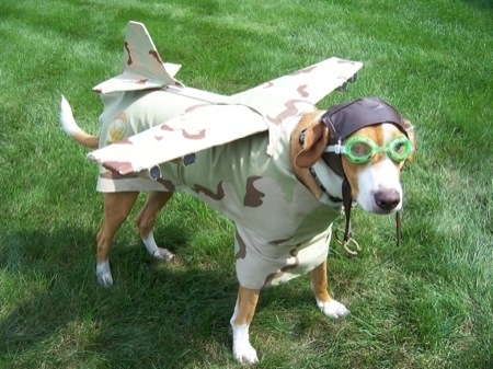 chien%20aviateur%202.jpg