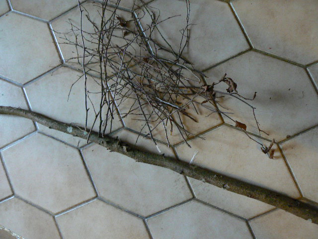 P1140533.JPG