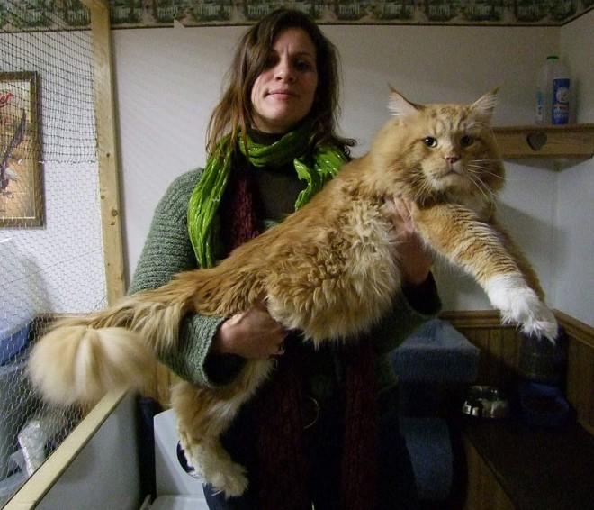 800px-Maine_coon_red_tabby_white_of_10_kg.jpg