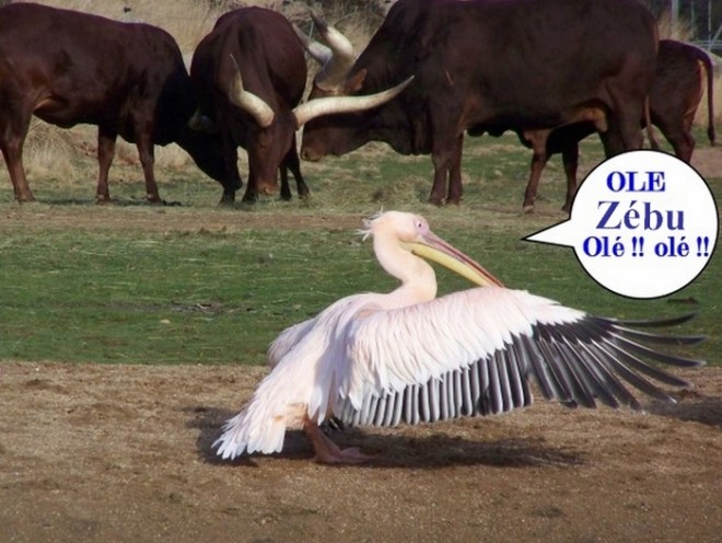 Pelican zebu.jpg
