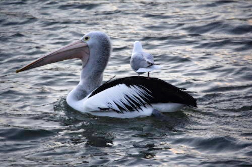 Taxi mouette.jpg