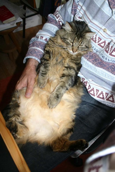 Chat-lapin.jpg