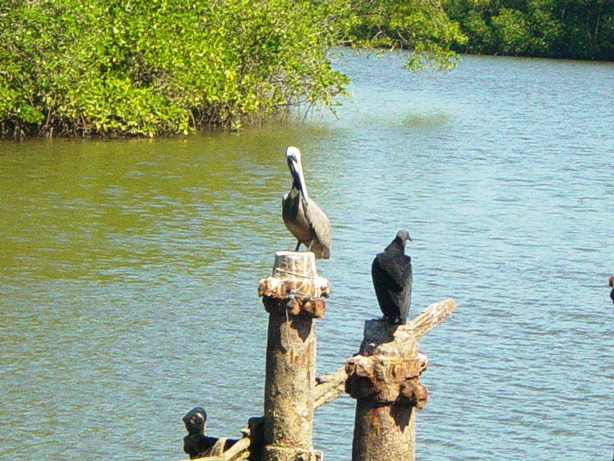 Pelican Vautour..jpg