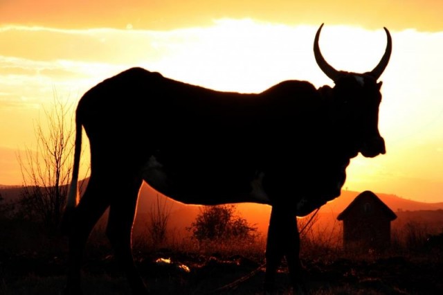 zebu.jpg