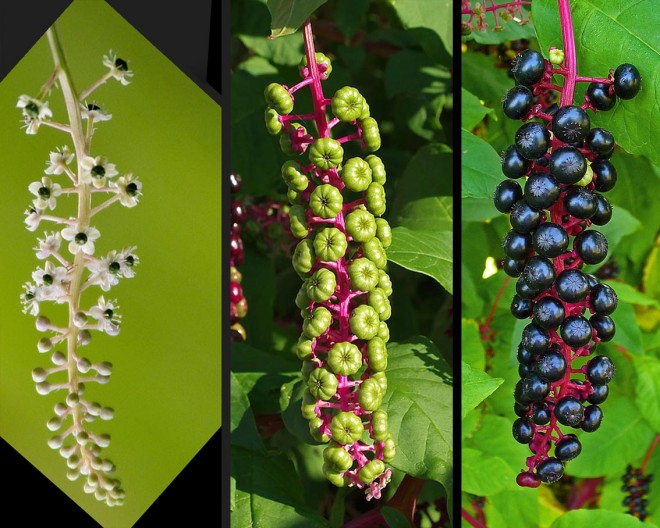 Phytolacca americana.jpg