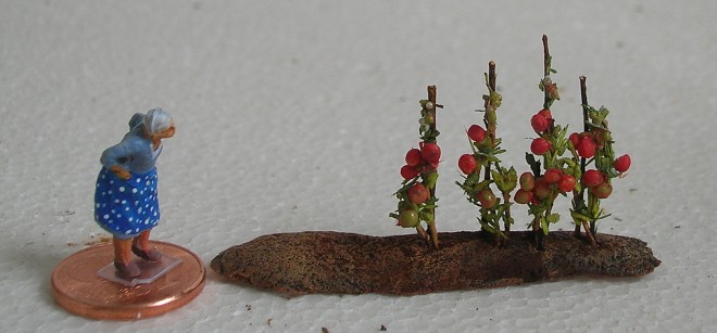 tomates 2.JPG
