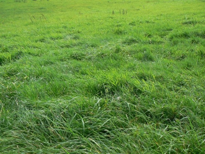 Prairie naturelle.JPEG