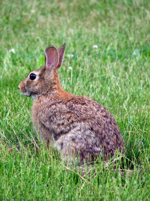 Lapinou dans l'herbe.jpg