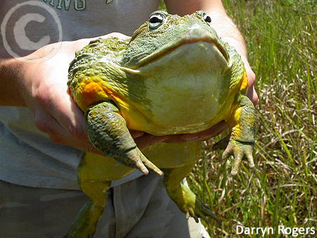 mare grenouille.jpg