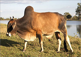Zebu 1..jpg