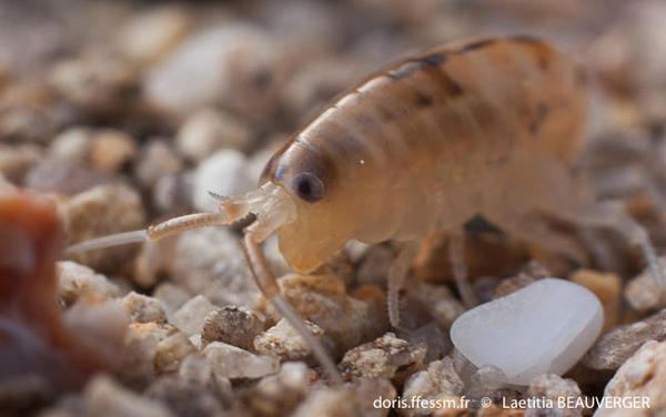 Puce de mer - talitrus saltator.jpg