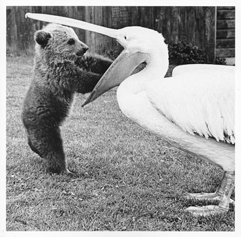 ourson_pelican.jpg