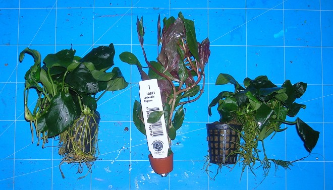 amazone plantes.JPG