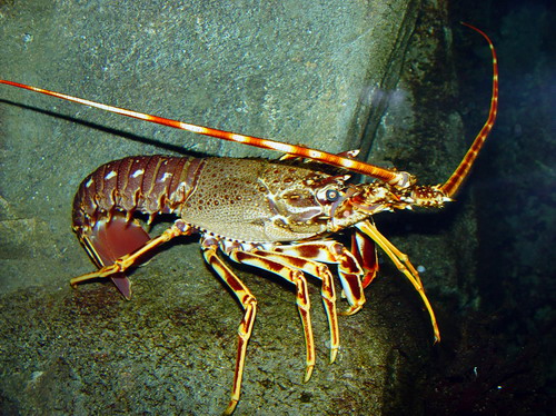 langouste.jpg