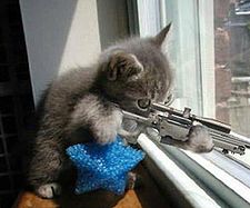 Sniper_cat.jpg