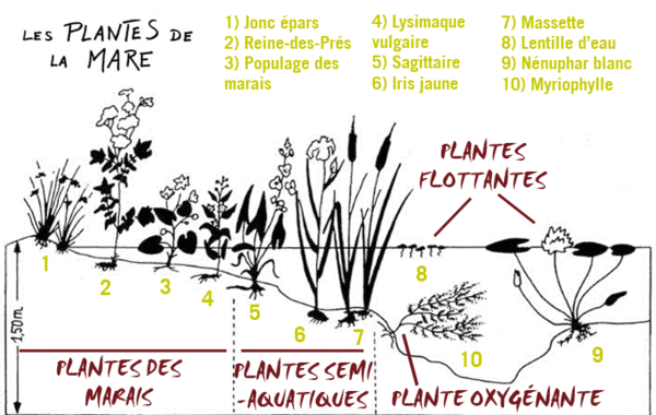 csm_plantes-de-la-mare_01_3971482f0d.gif