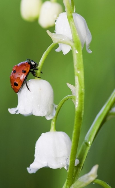 muguet.jpg