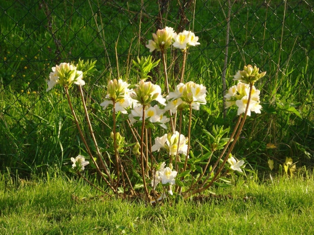 Azalea Molis1