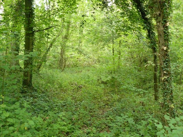 Plateforme avant Cronne Sous Bois