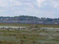 01 Moutons Hutte Baie Saint-Valery
