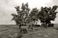 15 Allée de mon père - Tuinpad van mijn vader HOm Marty Van Beek RAMMA 2013