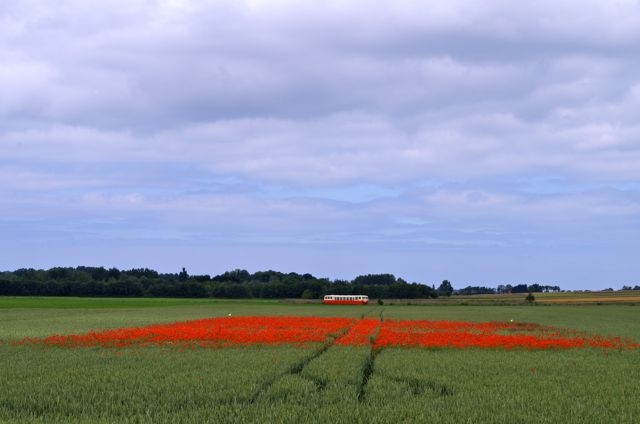 02 CFBS Verney Champétre Coquelicots