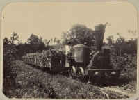 Guadeloupe Train de Sucre 020T Cail Photo Drilhon (Comissaire Colonial) ANOM