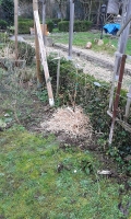 Vignes 1