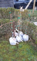 Vignes reçues