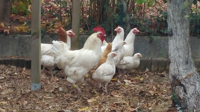 31 Heutoir Poules