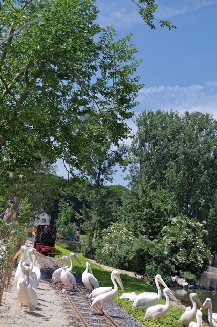 02 Avant Gare Pélican Pairi Daiza 14.06.15
