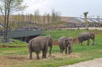 10 Pairi Daiza 23.10.15 040T DFB Eléphants