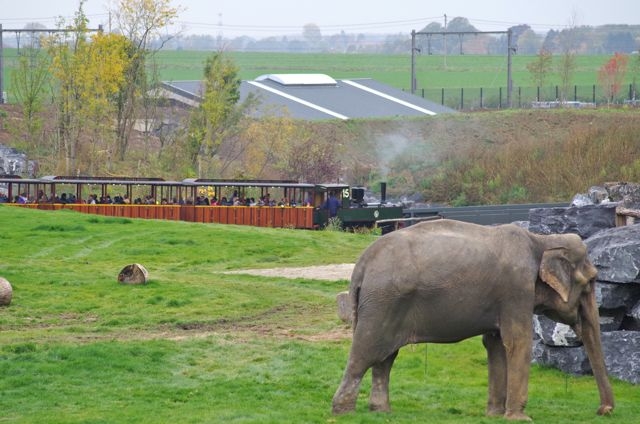 14 Pairi Daiza 23.10.15 040T DFB Eléphants