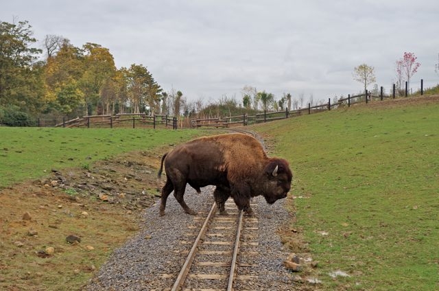 2 Pairi Daiza 23.10.15 040T DFB Bisons