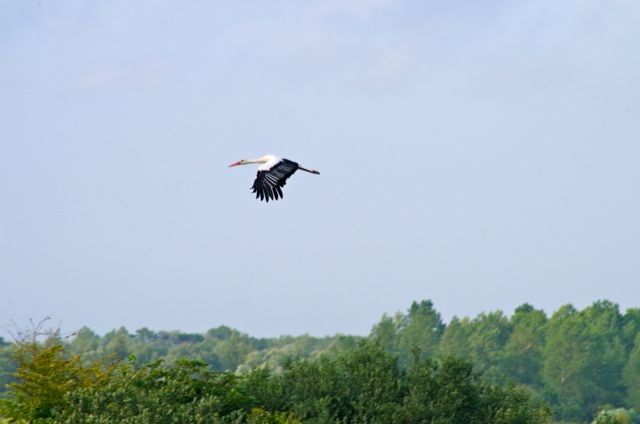 06 CFBS Baie Cigogne