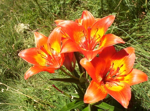 Lys-de-Feu