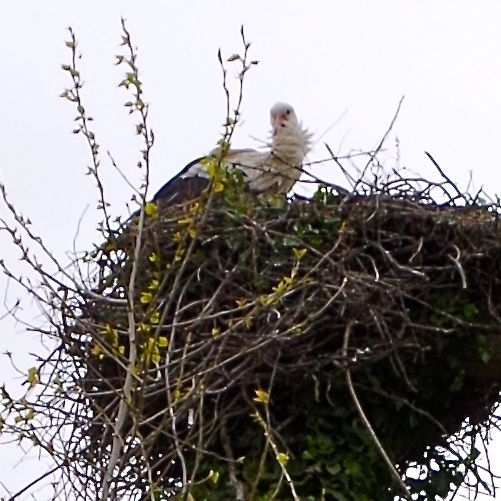 12 CFBS 02.04.15 Tromboniscope Cigogne