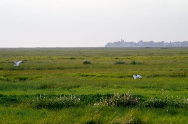 02.2 CFBS Baie de Somme Héron