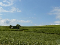 01 Vignes à la Sortie de Serzy en Direction de Savigny