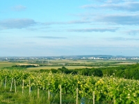 04 Vignoble au dessus de Ste-Euphraise Vue Vers Reims