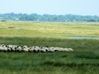 02 MarÃ©e Montante Moutons Bergerie