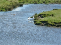 ygnes Canards