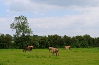 08 Juments Henson et leurs Poulains Ligne du Crotoy