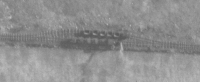 IGNF Brest 1946 zoom 0061w