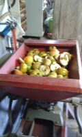 5 Pommes rêtes à broyer