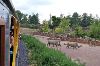 24  Rampe Hippopotames Rhinocéros Pair Daiza 14.06.15