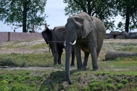 26 Plaines Elephants Bisons Pairi Daiza 14.06.15