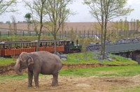 13 Pairi Daiza 23.10.15 040T DFB Eléphants