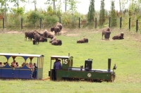 9 Pairi Daiza Trains 28.07.16