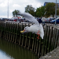 0 Mouette Belge